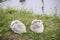 Two baby swans curled up into gray balls beside the water. . . One is asleep and the other is grooming itself