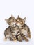 Two baby tabby cats next to each other, cubs, close-up image, clean indoor background