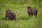 Two baby warthog eating grass in meadow