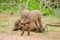 Two baby warthogs