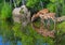 Two Baby White-tailed deer water reflections.