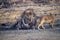 Two Baby Young Asiatic Lion Cubs - Active Playful with Lion Father- Panthera Leo Leo - Parenting - in Forest, Gir, India, Asia