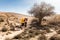 Two backpackers hiking trail near tree, Negev desert, Israel.