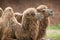 Two Bactrian Camels