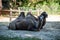 Two bactrian camels laying peacefully close together