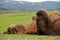 Two Bactrian camels lying down together