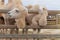 Two bactrian white camels eating hay at the zoo, close up.