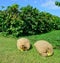 Two bags of picked coffee beans in front of coffee trees in Hawaii