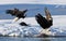 Two bald eagles are fighting for prey. USA. Alaska. Chilkat River.