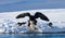 Two bald eagles are fighting for prey. USA. Alaska. Chilkat River.