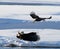 Two bald eagles are fighting for prey. USA. Alaska. Chilkat River.