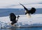 Two bald eagles are fighting for prey. USA. Alaska. Chilkat River.