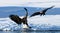 Two bald eagles are fighting for prey. USA. Alaska. Chilkat River.