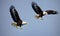 two bald eagles flying in the blue sky