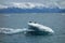 Two bald eagles on an iceberg.