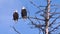 Two bald eagles perched on dead tree branch