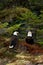 Two Bald Eagles Perched in Foliage Near Seward Alaska