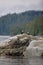 Two bald eagles on the rocky shore