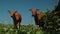 Two bali banteng cows standing in grass looking into the camera