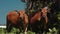 Two bali banteng cows standing in grass near trees looking into the camera