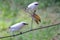 Two Bali starlings are eating bananas.