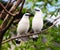 Two bali starlings Leucopsar rothschildi or jalak bali on a branch.