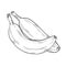 Two bananas in clipart style in isolate on a white background