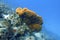 Two banded butterflyfish swimming near coral