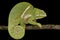 The Two-banded chameleon Furcifer balteatus