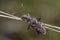 Two-banded longhorn beetle (Rhagium bifasciatum)