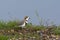 Two-banded plover,Charadrius falklandicus,