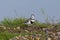 Two-banded plover,Charadrius falklandicus,