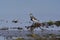 Two-banded plover,Charadrius falklandicus,