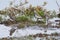 Two-banded plover,Charadrius falklandicus,