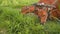 Two banteng cows in plow eating grass