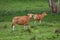 Two banteng seek the food in meadow