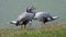 Two Bar-headed goose, Anser indicus, stand on the shore of the lake in heavy rain