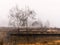 Two bare birch trees on a weathered gorge rim with yellow grass, a bird on a branch, misty late autumn morning