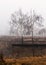 Two bare birch trees on a weathered gorge rim with yellow grass, a bird on a branch, misty late autumn morning