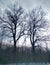 Two bare oaks in the Shipovaya oak forest.