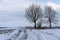 Two bare trees growing in the bend of a winter path in a snowy landscape in the Highlands