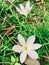 Two barely blooming wildflowers in dead leaves