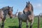 Two barge horses with traditional windmill