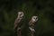 Two Barn owls Tyto alba on a branch. Dark green background. Noord Brabant in the Netherlands.