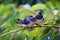 Two barn swallows on the brench