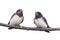 Two barn swallows sitting on a branch isolated