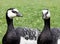 Two Barnacle Geese