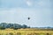 Two Barnacle Geese, Branta leucopsis, flying in a blue sky. Above grass and reeds in autumn. In their habitat