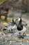 Two Barnacle Geese, Branta Leucopsis Wild Sea Birds With White Black