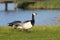 Two Barnacle Goose in a Dutch polder landscape